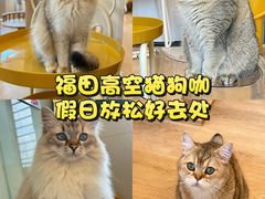 -有喵·猫咖·狗咖·40+猫狗有小奶狗(岗厦店)
