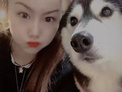 -Husky Go! 哈士奇体验馆·宠物咖啡厅狗咖