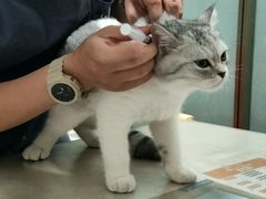 -伟伟宠物医院·瑞派猫友好医院·猫科(光谷店)