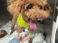 -申普宠物医院·心脏介入·心血管微创(总院)