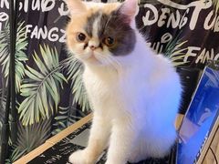 -平行世界·猫咖(首经贸店)