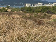 -涉地可支