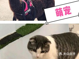 夏日到了，带孩子去看萌宠，让他静下来