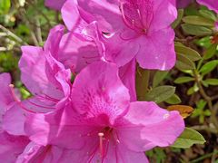 -宜昌富力皇冠假日酒店·咖啡1号西餐厅