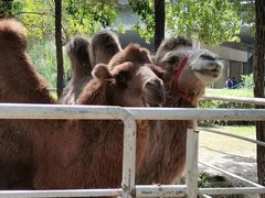 -长白岛森林公园