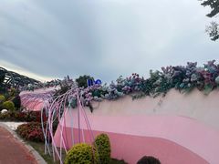 -荷兰花海