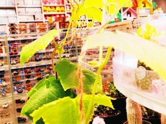 -KKV(深圳kk one 店)