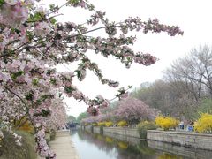 -海棠花溪(元大都城垣遗址公园)