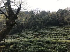 -龙井村