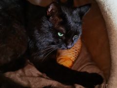 -瑞派·关忠动物医院·猫专科·犬专科(三环新城店)