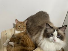 -MOCHA明星猫咖(田子坊店)