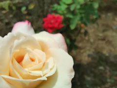 -东莞植物园