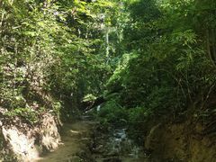-西双版纳原始森林公园
