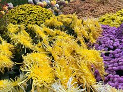 -杭州植物园
