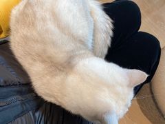 -猫腻·猫咖·撸猫馆(星光大道店)