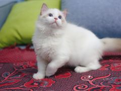 -Bastet sally猫舍购宠(静安店)