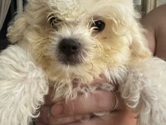 -瑞派康怡24h宠物医院·犬猫医疗中心·微创绝育(瑞景分院)