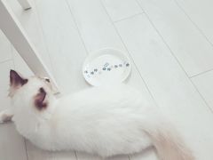 -喵的天空名猫咖啡馆·撸猫·猫舍·用品