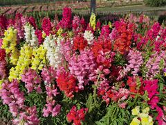 -春花秋色城市公园