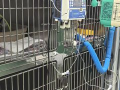 -利又安动物医院··老年病·猫科犬科·中兽医
