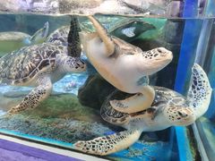 -合肥海洋世界