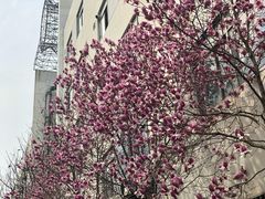 -南京航空航天大学(将军路校区)