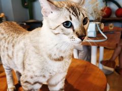 -Cappucimeow猫咪咖啡馆(韦伯时代店)