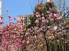 -重庆市江北嘴中央商务区中央公园