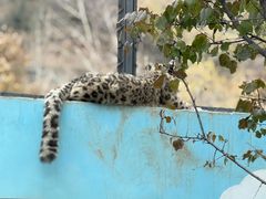 -青藏高原野生动物园