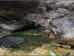 -广州市流溪河国家森林公园