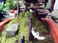 android_upload_pic-武汉花鸟市场