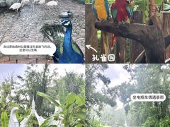 -西双版纳傣族园