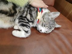 -MOCHA明星猫咖(田子坊店)