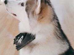 -Husky Go! 哈士奇体验馆·宠物咖啡厅狗咖