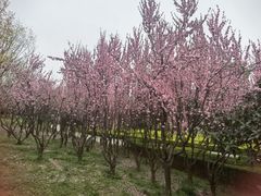 -洨河生态公园