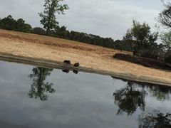 -威勒比开放式动物园