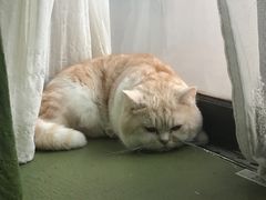 -猫猫幼稚园·撸猫·桌游·电玩