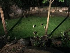 -清迈夜间动物园