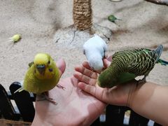 -上海大自然野生昆虫馆(东方明珠·爬宠昆虫探索中心)