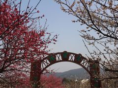 -香雪海