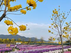 -天适樱花悠乐园