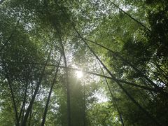 -祁门牯牛降观音堂风景区