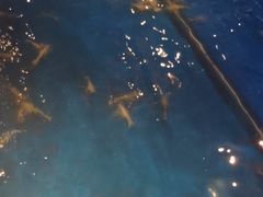 -钳真多钓虾馆·小龙虾海鲜烧烤(九六广场店)