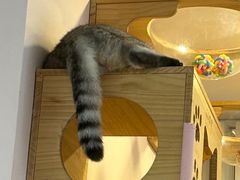 -猫咪派对(江南西店)