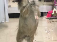 -瑞派动物医院·猫专科·至诚(江南中分院)