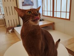 -Let's go狗咖·猫咖·奶狗·桌游(春熙路IFS店)