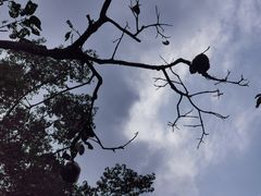 -野象谷景区
