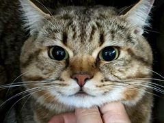 -嘉馨宠物医院·CT影像转诊·心脏科·犬猫全科诊疗中心(下沙大学城院区)