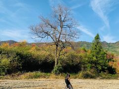 -塔川景区