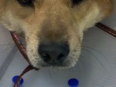 -北京恒爱动物医院(清景园分院)